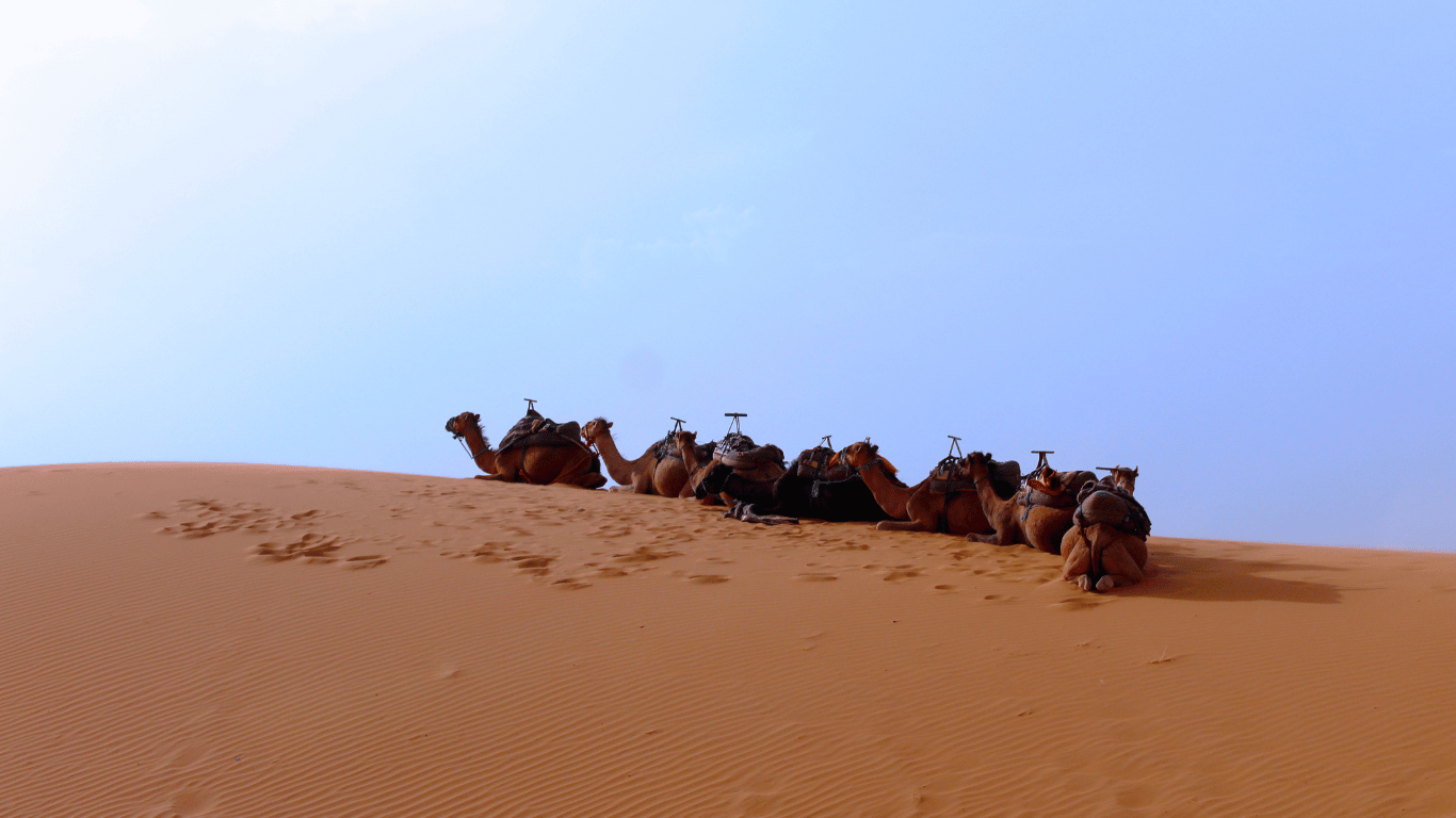 Al momento stai visualizzando Gli Animali in Marocco: Dal Deserto alle Montagne