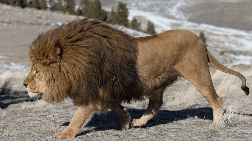 Barbary lion