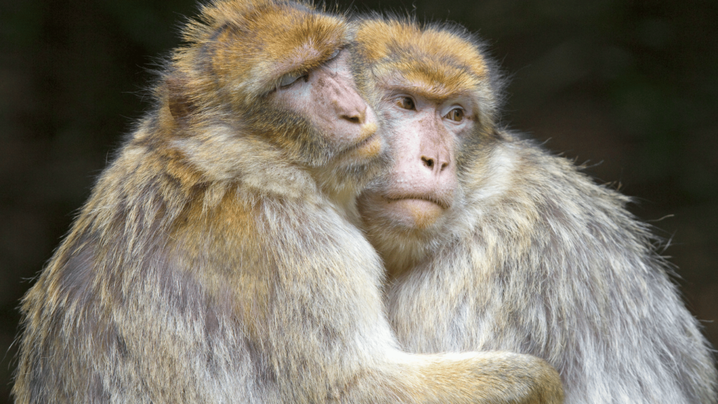 Barbary macaque