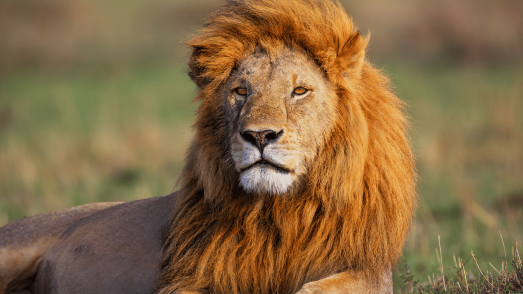 National Animal in Morocco