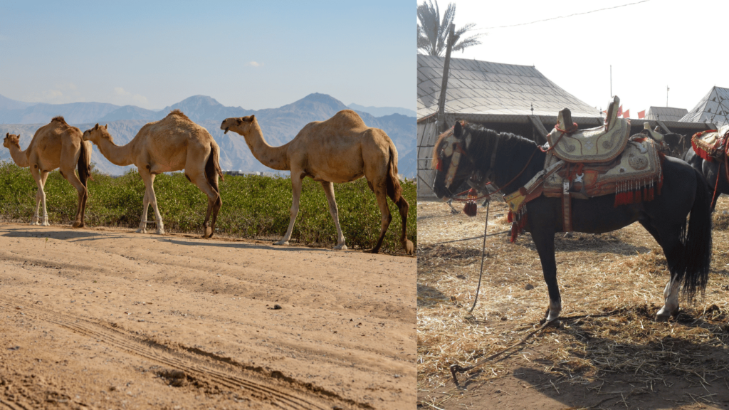 camels and horses